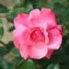 Whartons 'Galway Bay' Pink Climbing Rose 4Ltr Pot -Water N Plants Sales Store 5011622202319
