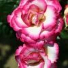 Pink Climbing Rose 'Handel' 4Ltr Pot -Water N Plants Sales Store 5011622202357