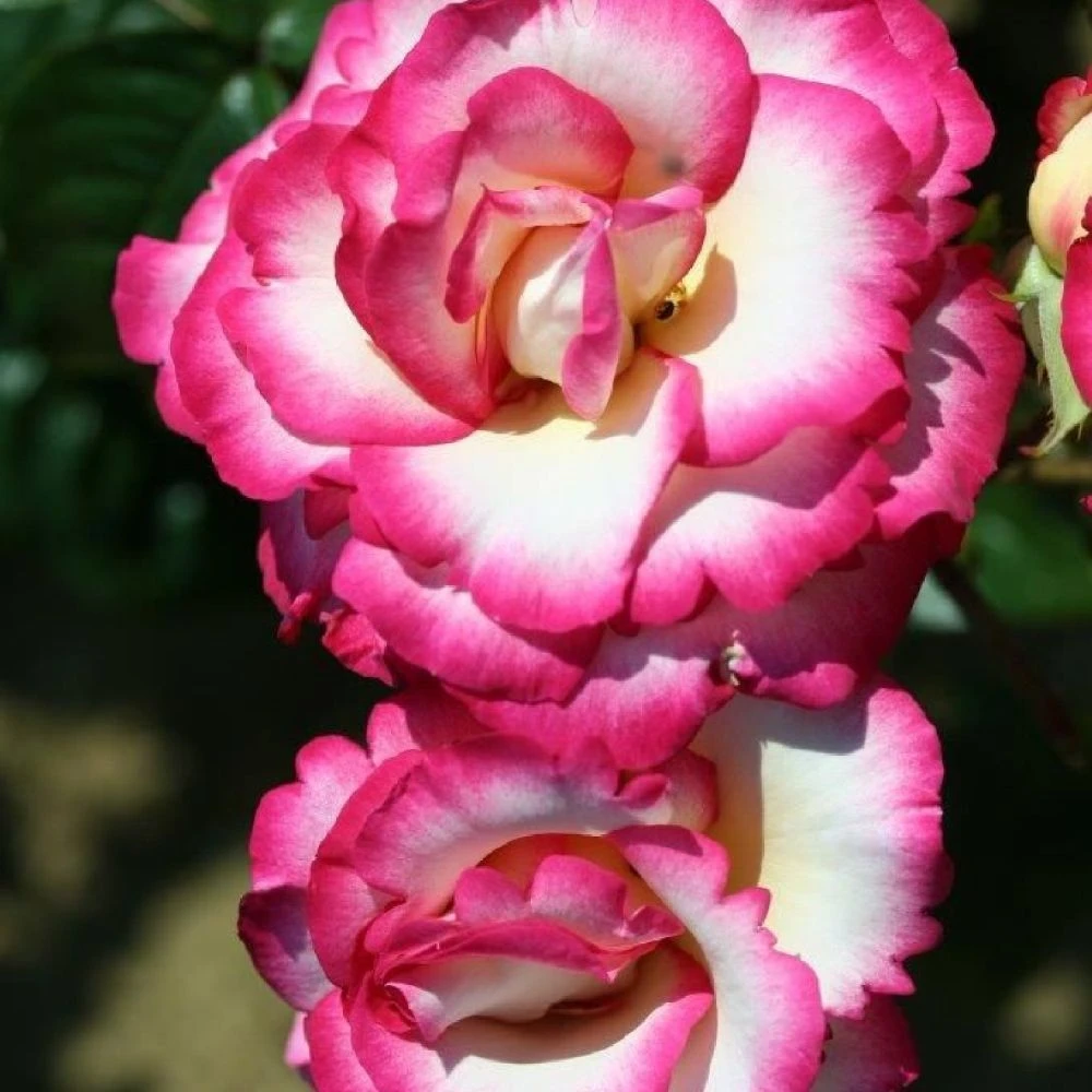 Pink Climbing Rose 'Handel' 4Ltr Pot 3 Pink Climbing Rose 'Handel' 4Ltr Pot