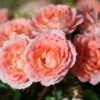 Whartons 'Flower Power' Peach Patio Rose 3Ltr -Water N Plants Sales Store 5011622202715 0de592ec 1913 4c15 86d7 ea81c9704953
