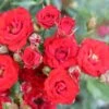 Red Patio Rose 'Scarlet' 3Ltr Pot -Water N Plants Sales Store 5011622202876