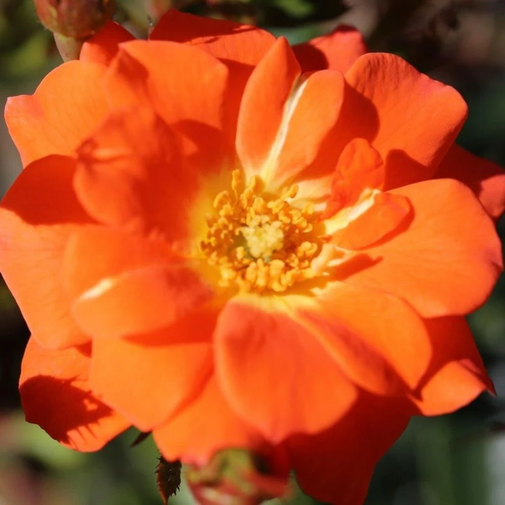 Whartons 'Sunseeker' Orange Patio Rose Plant 3Ltr Pot 3 Whartons 'Sunseeker' Orange Patio Rose Plant 3Ltr Pot