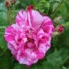 Rosa Gallica 'Versicolor' Rose 4Ltr Pot 1 Rosa Gallica 'Versicolor' Rose 4Ltr Pot -Water N Plants Sales Store 5011622203590