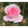 Pink Shrub Rose 'Bonica' 4Ltr Pot -Water N Plants Sales Store 5011622203828