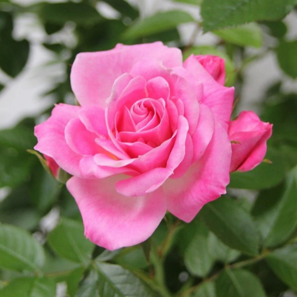 Whartons 'Carefree Days' Pink Patio Rose 3Ltr Pot 3 Whartons 'Carefree Days' Pink Patio Rose 3Ltr Pot