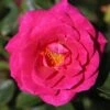 Whartons 'Gloriana' Climbing Rose Plant 4Ltr Pot 2 Whartons 'Gloriana' Climbing Rose Plant 4Ltr Pot -Water N Plants Sales Store 5011622207574