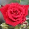 Whartons 'Love Knot' Climbing Rose Plant 4Ltr -Water N Plants Sales Store 5011622207581