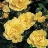 Whartons 'Flower Carpet Gold' Standard Rose 7.5Ltr Pot -Water N Plants Sales Store 5011622208854