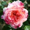 Pink Patio Rose 'Designer Sunset' 3Ltr -Water N Plants Sales Store 5011622209950 b4ec2bc5 23f6 41e1 9de7 2c32df102035