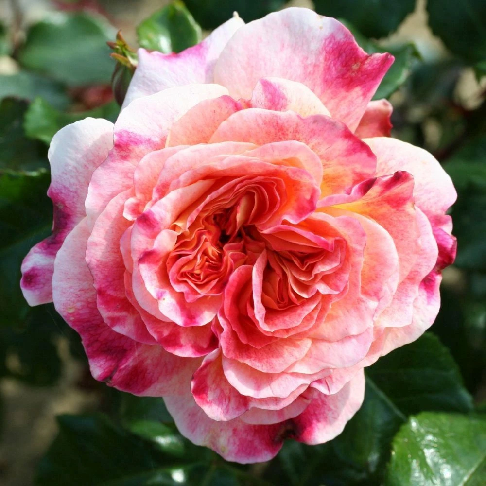 Pink Patio Rose 'Designer Sunset' 3Ltr 3 Pink Patio Rose 'Designer Sunset' 3Ltr
