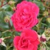 Whartons 'Ruby' Carpet Rose Plant 3Ltr -Water N Plants Sales Store 5011622210260