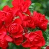 Flower Carpet Scarlet Rose 3 Ltr 1 Flower Carpet Scarlet Rose 3 Ltr -Water N Plants Sales Store 5011622210482