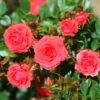 Whartons 'Birthday Wishes' Standard Tree Rose 50cm Stem -Water N Plants Sales Store 5011622211250