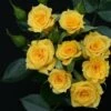 Whartons 'Flower Power Gold' Yellow Patio Rose 3Ltr -Water N Plants Sales Store 5011622212165 20b46535 da84 42a5 a896 942c7be33ec3