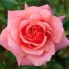 Pink Shrub Rose 'Festive Jewel' 4Ltr Pot -Water N Plants Sales Store 5011622212486
