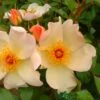 Apricot Climbing Rose 'Keith Maughan' 4Ltr Pot 2 Apricot Climbing Rose 'Keith Maughan' 4Ltr Pot -Water N Plants Sales Store 5011622212493