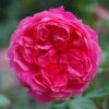 Pink Shrub Rose 'Ivor's Rose' 4Ltr Pot -Water N Plants Sales Store 5011622212974