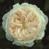 Cream Shrub Rose 'Macmillan Nurse' 4Ltr Pot -Water N Plants Sales Store 5011622212998
