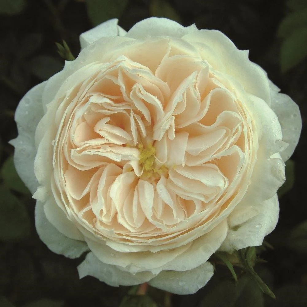 Cream Shrub Rose 'Macmillan Nurse' 4Ltr Pot 3 Cream Shrub Rose 'Macmillan Nurse' 4Ltr Pot