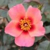 Pink Floribunda Rose 'For Your Eyes Only' 3Ltr Pot -Water N Plants Sales Store 5011622214329