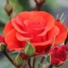 Whartons 'Precious Love' Standard Red Rose Plant 7.5Ltr Pot -Water N Plants Sales Store 5011622214442
