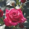 Whartons 'Timeless Charisma' Hybrid Tea Red Bush Rose Plant 3Ltr Pot -Water N Plants Sales Store 5011622214725