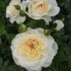 Cream Shrub Rose 'Queens Jubilee' 4Ltr Pot 1 Cream Shrub Rose 'Queens Jubilee' 4Ltr Pot -Water N Plants Sales Store 5011622214855