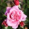 Whartons 'Timeless Pink' Bush Rose 4Ltr Pot 1 Whartons 'Timeless Pink' Bush Rose 4Ltr Pot -Water N Plants Sales Store 5011622216033