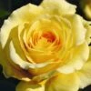 Yellow Climbing Rose 'Sommergold' 4Ltr Pot -Water N Plants Sales Store 5011622216088