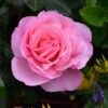 Pink Shrub Rose 'Pearl Of St. Lukes' 4Ltr Pot 2 Pink Shrub Rose 'Pearl Of St. Lukes' 4Ltr Pot -Water N Plants Sales Store 5011622219706