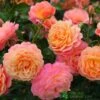 Whartons 'Peach Melba' Peach Climbing Rose 3Ltr Pot -Water N Plants Sales Store 5011622220238