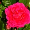 Pink Climbing Rose 'Pasillo Courtyard' 3Ltr Pot -Water N Plants Sales Store 5011622220641