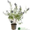 Caryopteris X Clandonensis 'Kew Blue' 3Ltr Pot -Water N Plants Sales Store 5019756141337