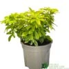 Choisya Ternata 'Sundance' Mexican Orange Blossom Plant 3Ltr Pot -Water N Plants Sales Store 5019756149760
