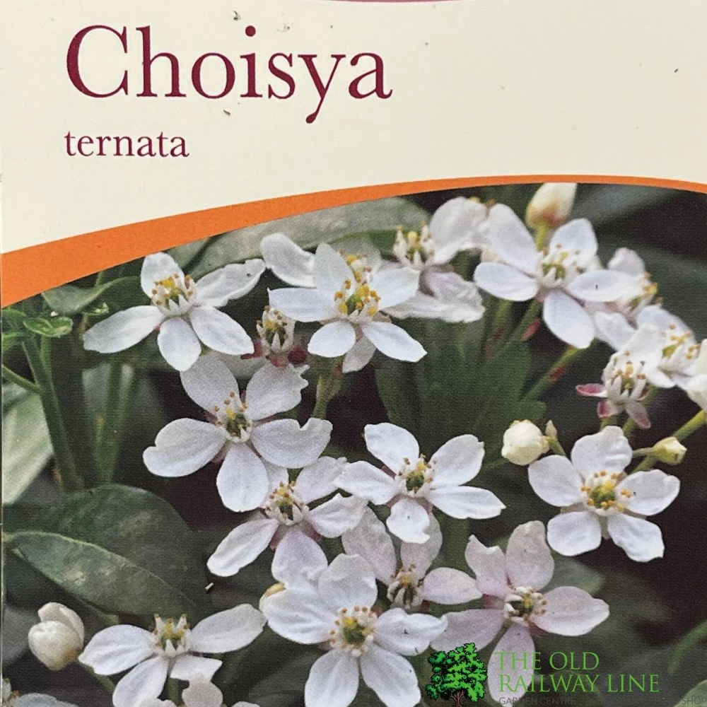 Choisya Ternata Mexican Orange Blossom Plant 3Ltr Pot 3 Choisya Ternata Mexican Orange Blossom Plant 3Ltr Pot