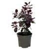 Cotinus 'Royal Purple' Smoke Tree 3 Ltr Pot -Water N Plants Sales Store 5019756160697