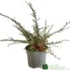 Cotoneaster Horizontalis Plant 3Ltr Pot 2 Cotoneaster Horizontalis Plant 3Ltr Pot -Water N Plants Sales Store 5019756161533