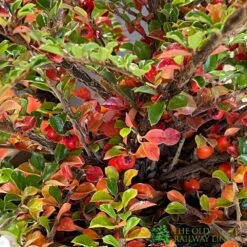 Cotoneaster Horizontalis Plant 3Ltr Pot -Water N Plants Sales Store 5019756161533 3