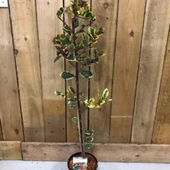 Ilex 'Golden King' Holly Plant 3Ltr Pot 5 Ilex 'Golden King' Holly Plant 3Ltr Pot -Water N Plants Sales Store 5019756201833 2