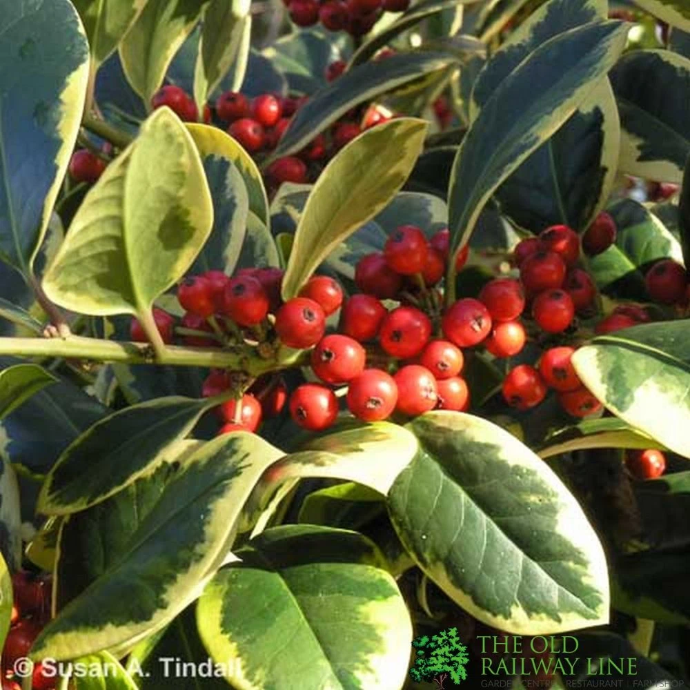 Ilex 'Golden King' Holly Plant 3Ltr Pot 3 Ilex 'Golden King' Holly Plant 3Ltr Pot