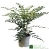 Mahonia 'Charity' Plant 3Ltr Pot -Water N Plants Sales Store 5019756219425