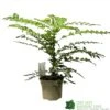 Mahonia 'Winter Sun' Plant 3Ltr Pot -Water N Plants Sales Store 5019756219593