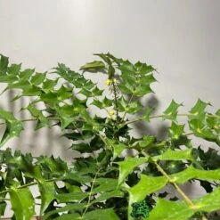 Mahonia 'Winter Sun' Plant 3Ltr Pot 5 Mahonia 'Winter Sun' Plant 3Ltr Pot -Water N Plants Sales Store 5019756219593 2