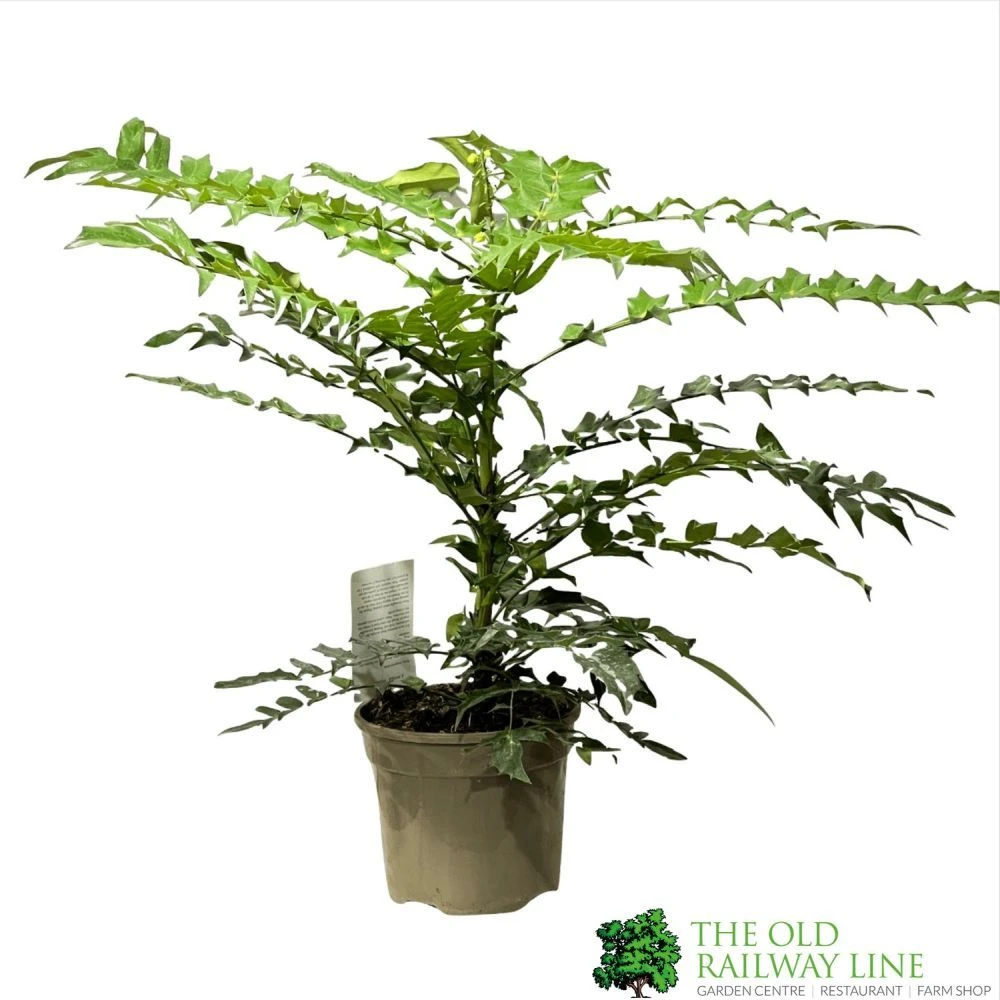 Mahonia 'Winter Sun' Plant 3Ltr Pot 3 Mahonia 'Winter Sun' Plant 3Ltr Pot