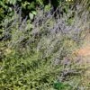 Perovskia 'Blue Spire' Plant 3Ltr Pot -Water N Plants Sales Store 5019756228588 de1c2ade c9f8 4f6f a151 d15c8aa44673