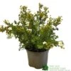 Potentilla Fruticosa 'Abbotswood' Shrubby Cinquefoil 3Ltr Pot -Water N Plants Sales Store 5019756242195