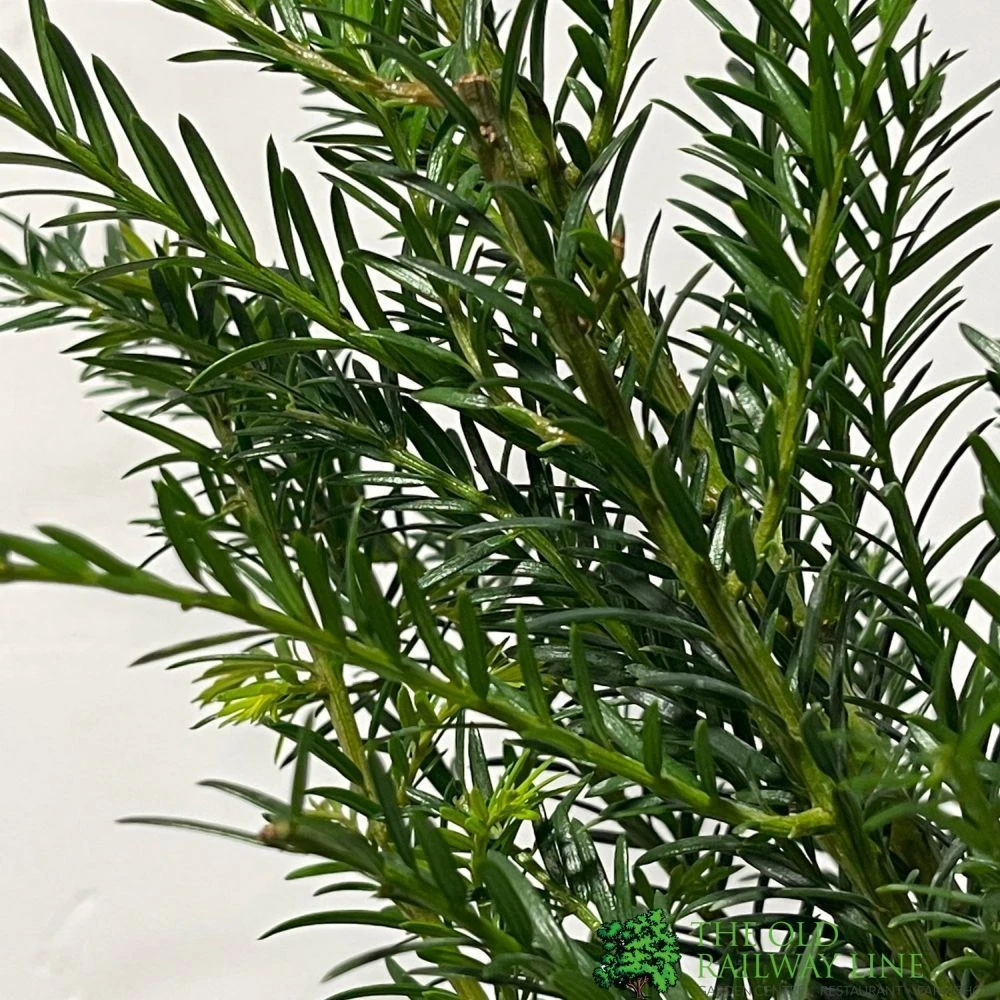 Taxus Baccata Common Yew Plant 2 Ltr 4 Taxus Baccata Common Yew Plant 2 Ltr - Image 2