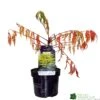 Rhus Typhina 'Tiger Eyes' 3Ltr Pot (NL) -Water N Plants Sales Store 5019756405453