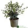 Osmanthus Burkwoodii Plant 3Ltr Pot 1 Osmanthus Burkwoodii Plant 3Ltr Pot -Water N Plants Sales Store 5019756617351 2