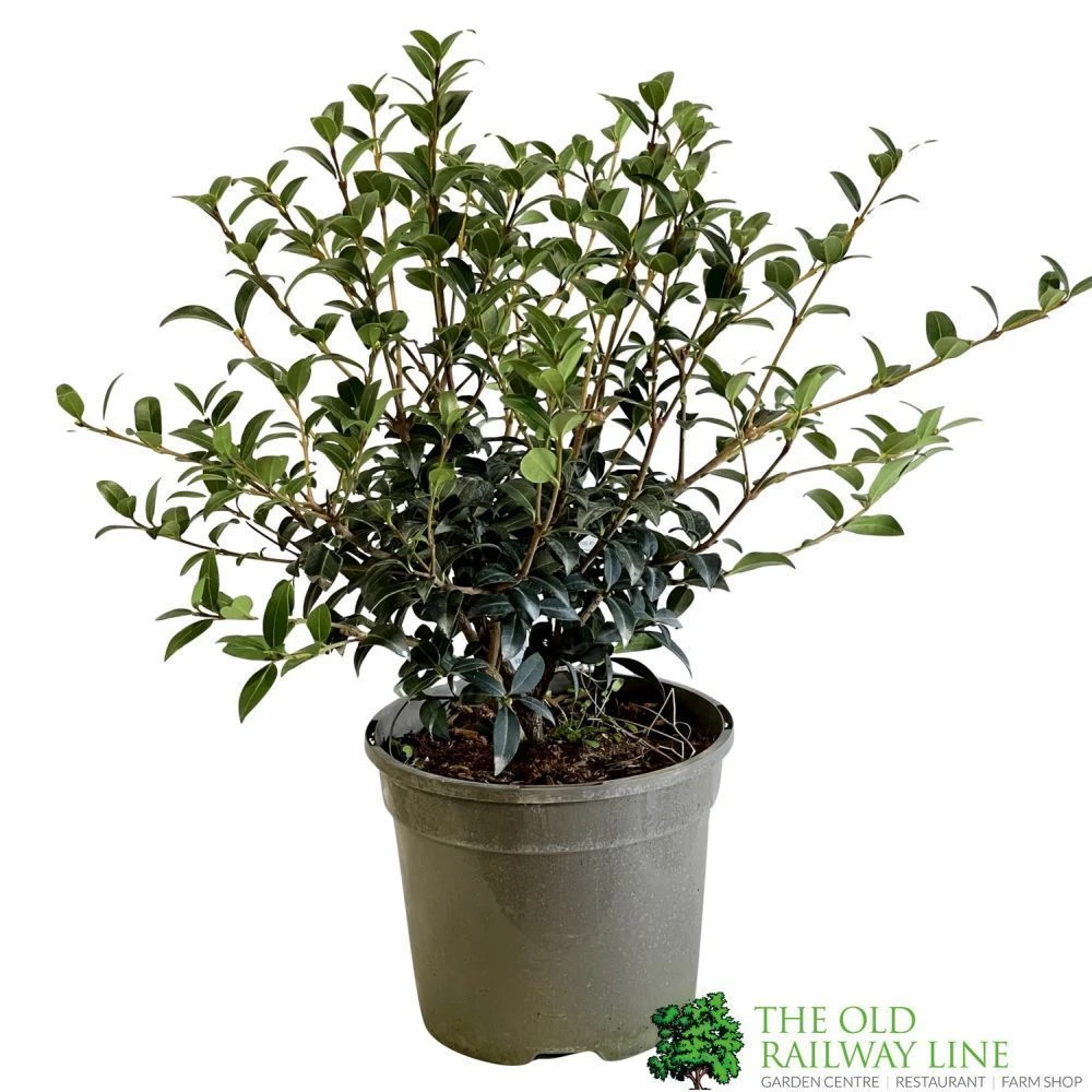 Osmanthus Burkwoodii Plant 3Ltr Pot 3 Osmanthus Burkwoodii Plant 3Ltr Pot